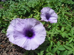27809 Purple flowers.jpg